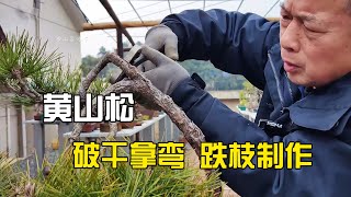 黄山松破干拿弯与跌枝制作