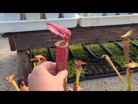 FlytrapStore Sarracenia Greenhouse Tour July 21st, 2022