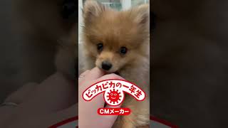 ピカピカの一年生💮 #ポメラニアン #dog #vlog #ドイツ生活 #ポメラニアン子犬 #犬 #ポメラニアンのいる生活 #わんこ #子犬 #doglover #ヨーロッパ生活