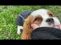 Cavalier King Charles Spaniel welpen kaufen