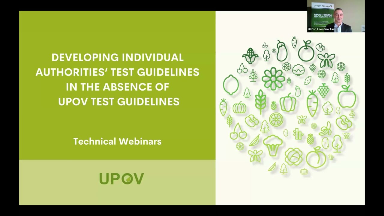 Developing individual authorities' Test Guidelines in the absence of UPOV Test Guidelines