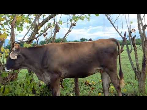 Disponible en Sonsonate santo domingo de Guzmán WhatsApp 60632341