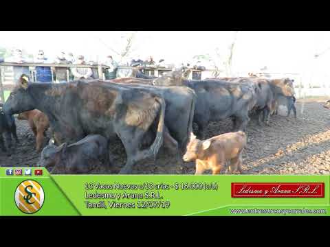 12-07-19 - Venta de Vientres - Ledesma y Arana S.R.L. - Tandil