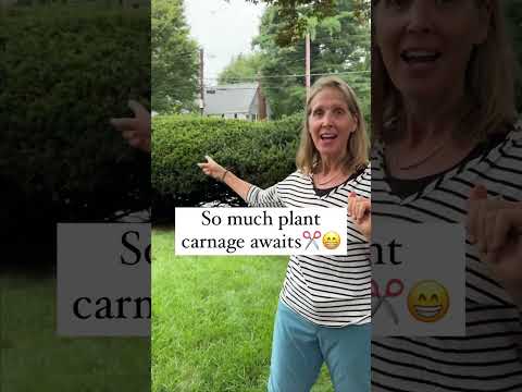 Pruning Very Overgrown Yews✂️