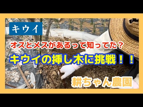 水中のフクシアから挿し木を取る方法は？ 5 つの簡単なステップ + サポートビデオ  庭園