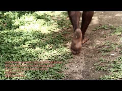 Kudirakara Mama - කුදිරකාර මාමා