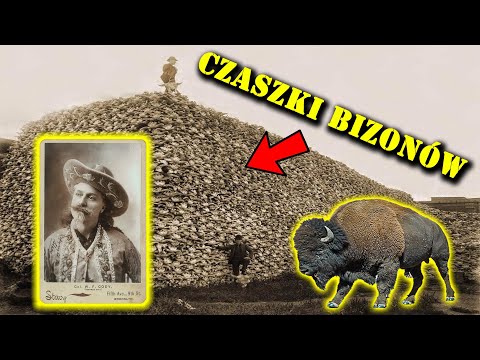 How Many Bison Did Buffalo Bill Kill - The Magic of the Wild West