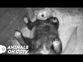 Hilarious Red Panda Roly-Poly's Into Bed Compilation | Animals on CCTV