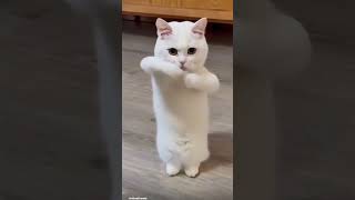 Download lagu Moye Moye dancing song #cat dance in a Moye Moye song #funny commedy #art & craft world mp3