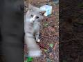 Always Ends In A Slap Cute Gray Tabby Cat 🩵 Shorts