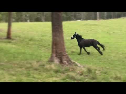 Freedom Solo - Fiona Joy Hawkins