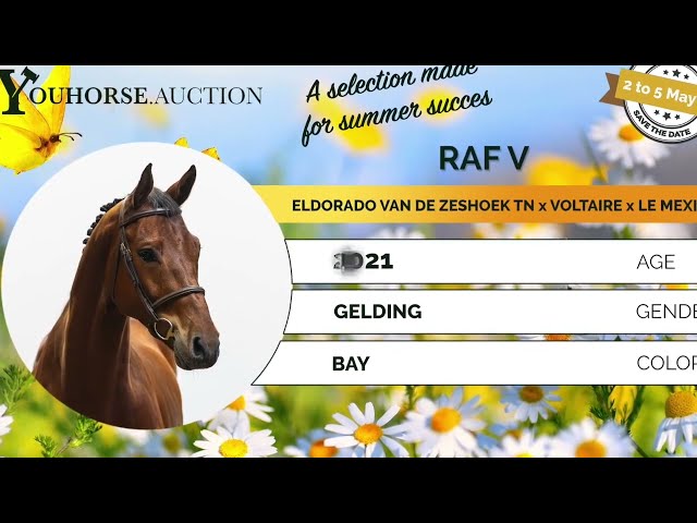 Raf V showvideo
