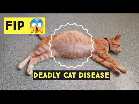 feline infectious peritonitis ( FIP ) | Save your Cat from This disease | Cat health problems