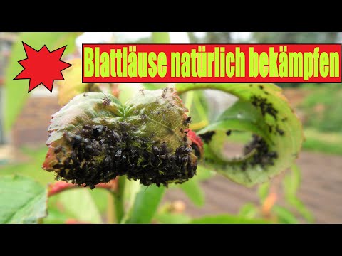 Blattläuse bekämpfen I Das natürlichste Mittel der Welt im Video I Schnell, einfach und ohne Chemie