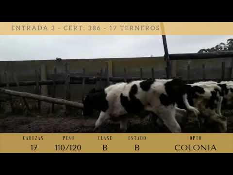 Lote 17 Terneros 16HO,  1CRUZA 115kg -  en BOCA DEL CUFRÉ A 8 KM DEL 101 DE LA RUTA 1