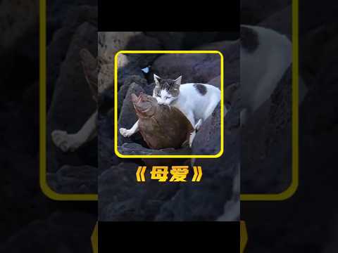 流浪猫抓的鱼自己从来不吃，这份深沉的爱感动了千万网友。 #animals#猫咪 #萌宠 #shorts