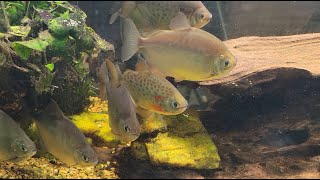 "Around the World" Update On My Fish Room (8/13/25)