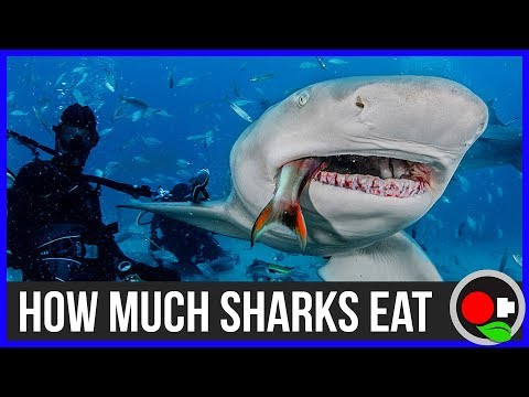 Quanto mangiano gli squali? Capire il metabolismo