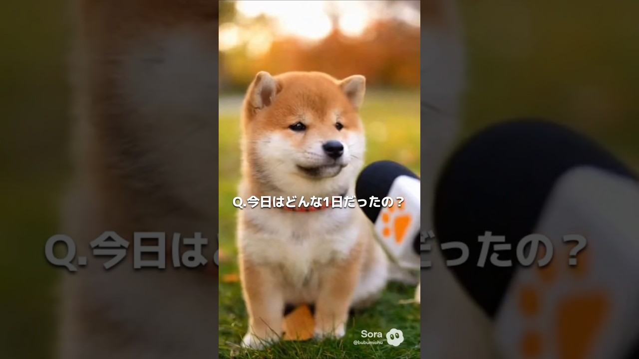 柴犬の子犬にインタビューしたら可愛すぎたw