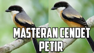 Download lagu MASTERAN BURUNG CENDET GACOR FULL ISIAN !Masteran juara cendet petir. mp3