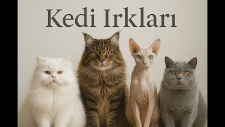“Kedi Irkları: İran’dan British’e Sevimli Yolculuk | Belgesel Serisi -