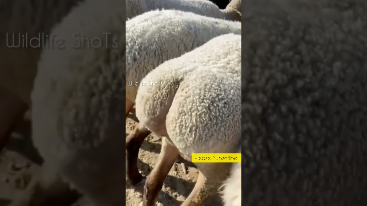 Funny video of Sheeps Booty 🐑 🍑 |   #shorts    #wildlifeshoTs