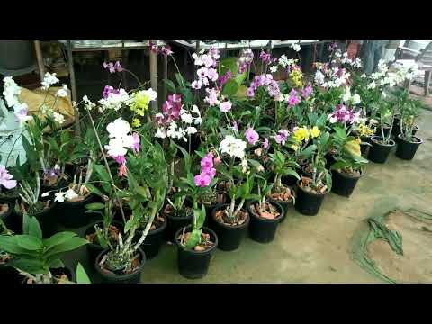 All types of Orchid Plants Nursery .