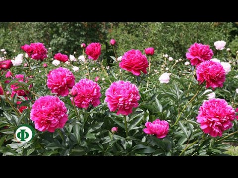 249 Пион – от нервов и при бессоннице