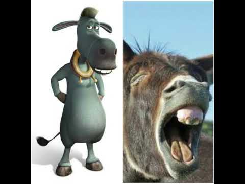 Os segredo dos animais na vida real