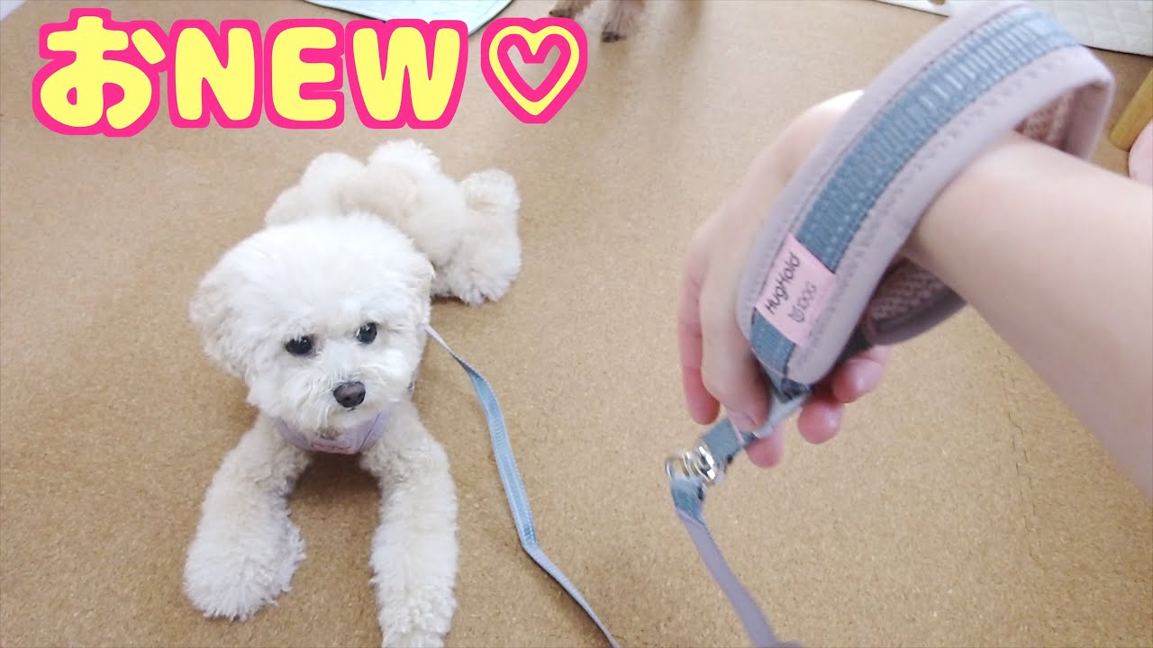 探し求めていたリードに出会ってしまいました！