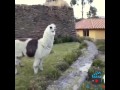 man Vs Lamb sneezing Competition