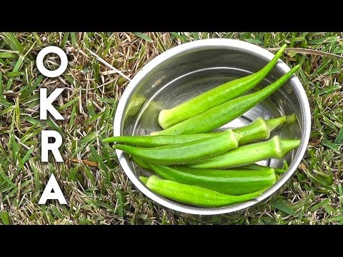 How to grow and harvest okra (gumbo or ladies finger)