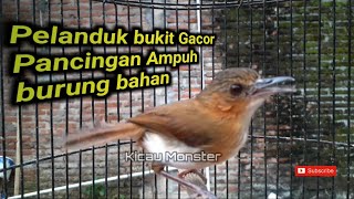 Download lagu SUARA PELANDUK BUKIT AMPUH MERANGSANG BUNYI BURUNG BAHAN mp3
