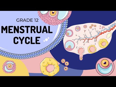 Menstrual Cycle