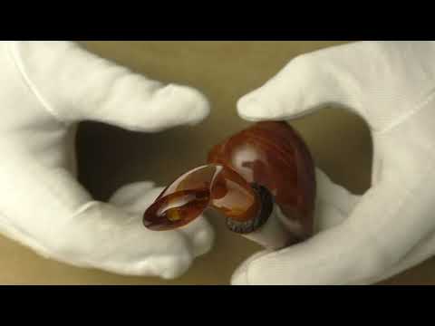 Leo Borgart Top Selection - pipe 490