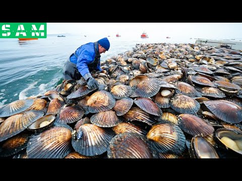 WOW! Scallop Fishing Boat - Harvesting Hundreds Of Tons Of Scallops At Sea - Processing Factory