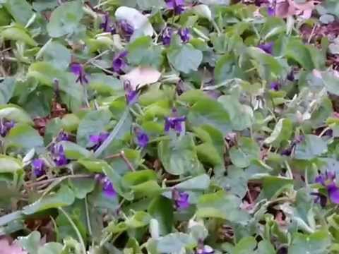 Wild plant foraging journey's # 37 Violet flowers, a lesson in seasonal extremes when foraging! - YouTube