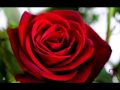 Secret Garden - Ode to Simplicity