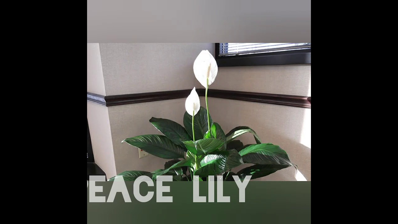 Putar video Mga halamang ornamental sekarang Mga halamang ornamental