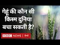 Wheat Super Variety: Will this age-old variety of wheat save the world? (BBC Hindi)