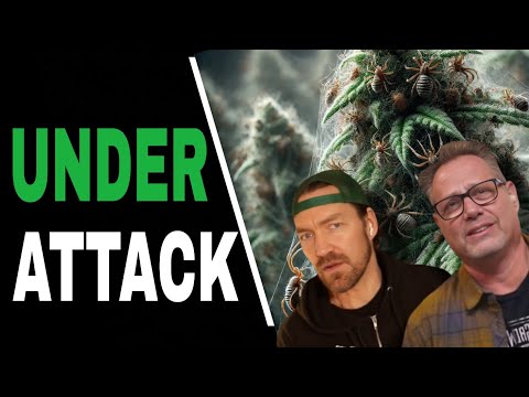 Game-Changing Pest Control Tips Every Cannabis Grower Needs to Know