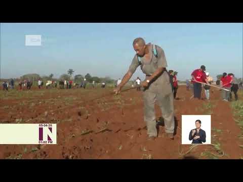 Díaz-Canel y jóvenes cubanos participan en trabajo voluntario en Artemisa