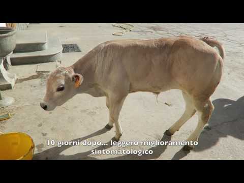 Pomata con osteoartrosi delle recensioni spalla Lombalgia farmaco farmacia
