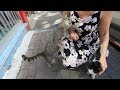 Grey Cat Meowing Very Loudly For Affection Because She Is So Lovely