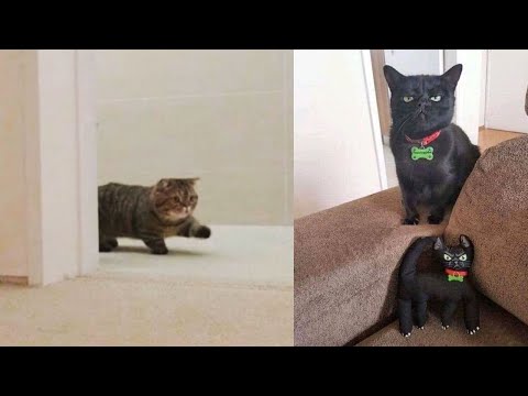 Try Not To Laugh or Grin While Watching Funny Cats video Compilation #Cats❤️
