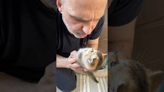 Как Батя борется с котиками @Chanelkafamily Марта еще свободна ❤️