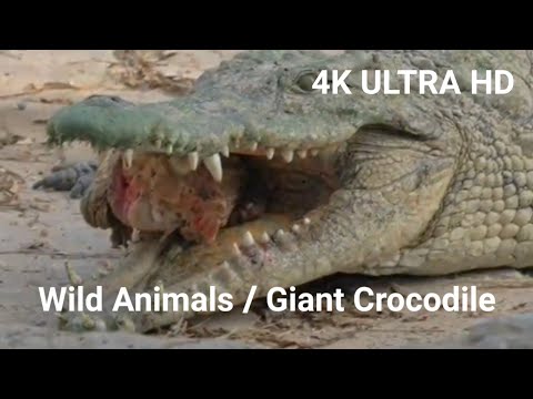 Wild Animals Zoom / Giant swamp crocodile 4K ULTRA HD