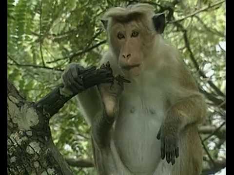 TÉLÉCHARGER PATRICK BOUCHITEY LA VIE PRIVE DES ANIMAUX PATRICK DES LA VIE PRIVE TÉLÉCHARGER ANIMAUX BOUCHITEY