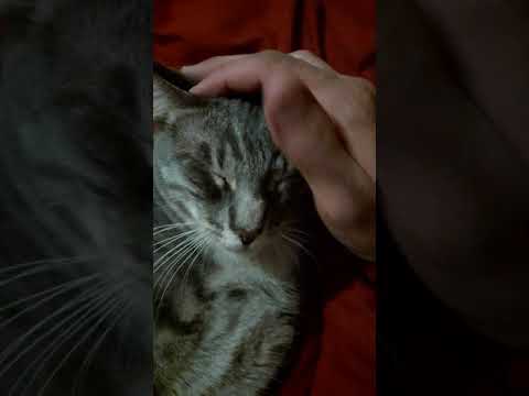 Cats loves nose rubbed