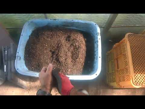 園芸 ルタバガ、カブキャベツ